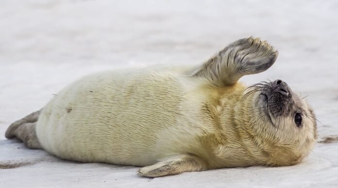 dead seals on Caspian Sea