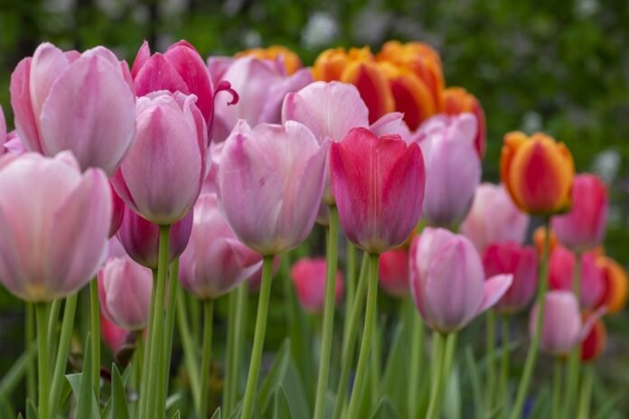 In spring, the Russians will run out of Dutch tulips KXan 36 Daily News

