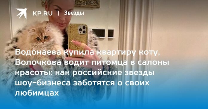 Vodonaeva bought an apartment for a cat, Volochkova takes her pet to beauty salons: how the stars of Russian show business care for their pets

