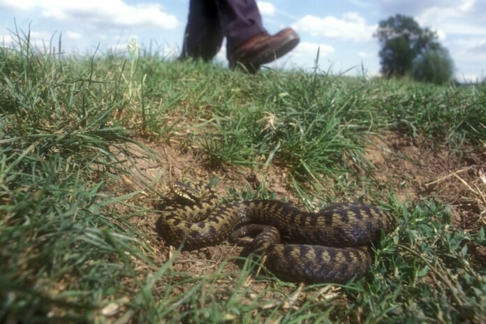 What to do if you are bitten by a snake KXan 36 Daily News

