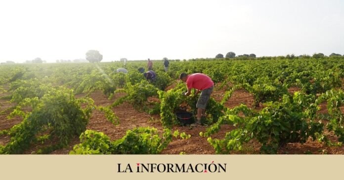 Asaja says that in the harvest campaign there will be areas with 40% less grapes

