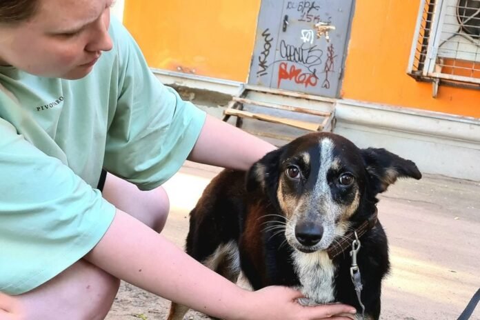 More than 10 dogs rescued from a messy apartment in Yaroslavl KXan 36 Daily News

