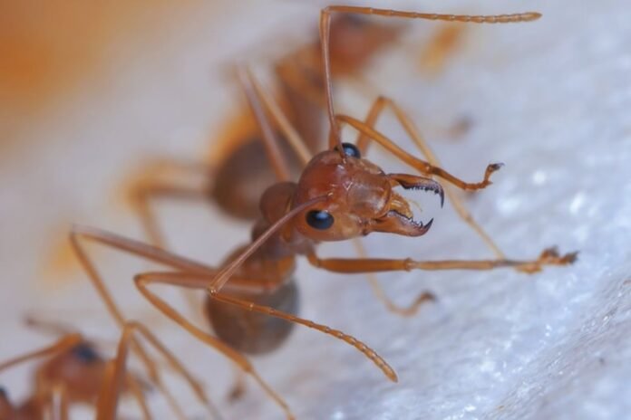 Guardian: Colonies of red fire ants could invade European cities - Rossiyskaya Gazeta

