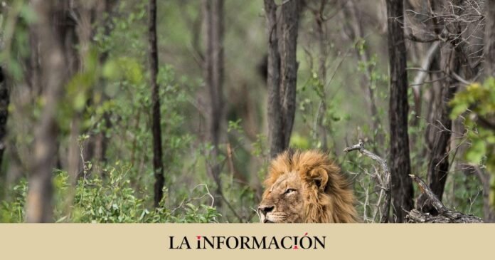  Investing in a lion is the most profitable |  Opinion of Gonzalo Gimeno

