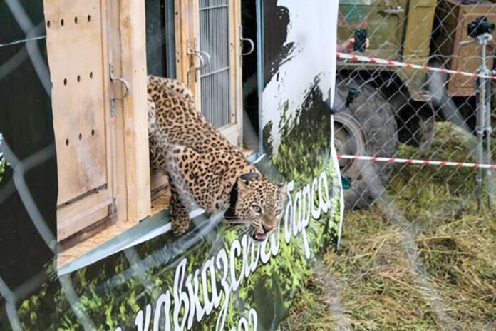Poachers in North Ossetia shot dead leopard Leo - Rossiyskaya Gazeta

