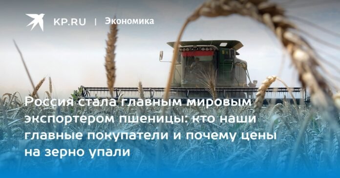 Russia has become the world's leading wheat exporter: who are our main buyers and why grain prices have fallen

