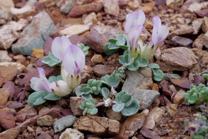 A large population of the endangered species Astragalus admirabilus is discovered in Altai - Rossiyskaya Gazeta

