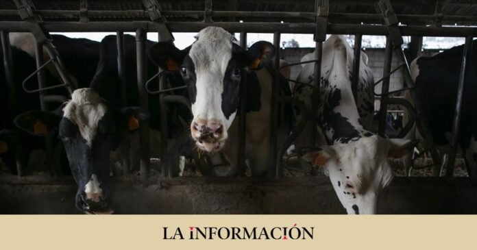 Extra help for 1,400 ranchers in Spain: more than 9 million will be distributed

