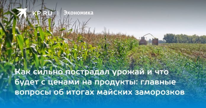 How much was the crop damaged and what will happen to food prices: the main questions about the results of the May frost

