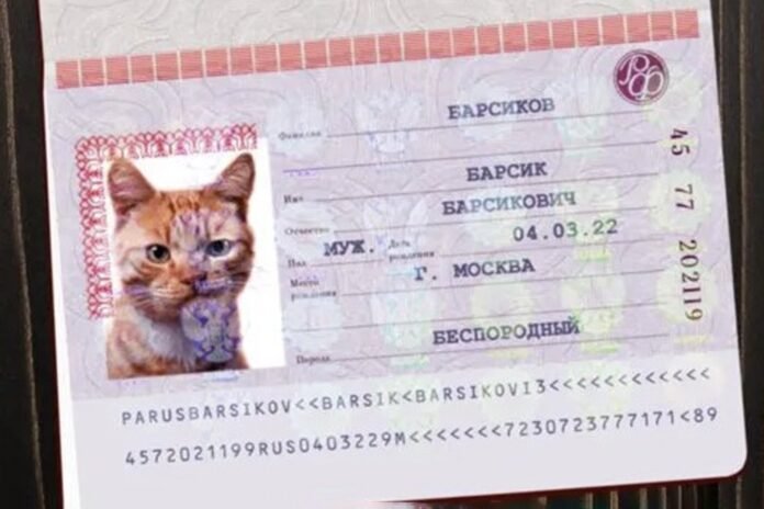 The issuance of cat passports has begun - Rossiyskaya Gazeta

