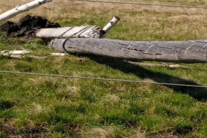 In Transbaikalia, a company was fined for a fallen pole that killed a herd of cows - Rossiyskaya Gazeta

