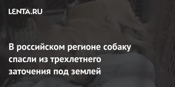 In the Russian region, the dog was saved from three years in prison underground: from life: slow.

